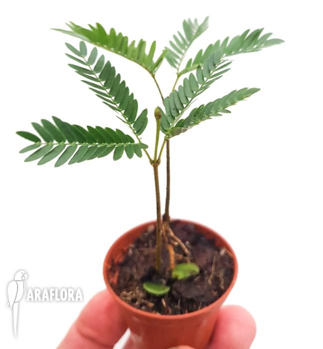 Cojoba arborea ‚Tamarin’6