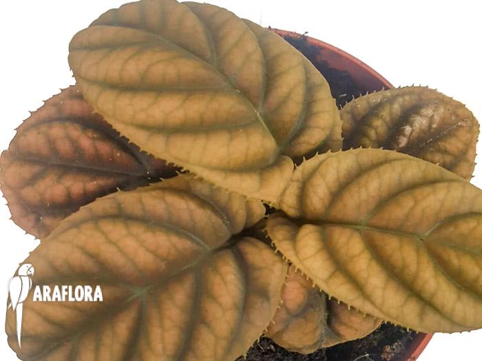 Labisia sp ‚Vietnam‘