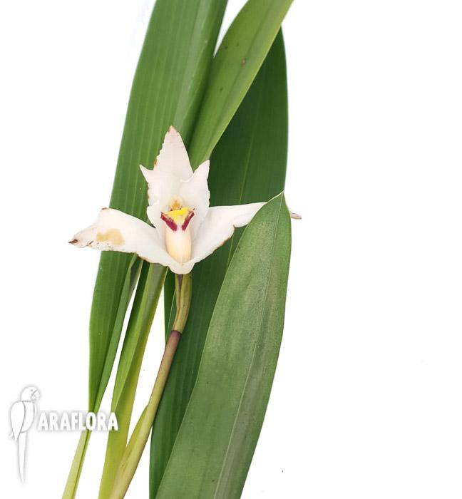 Maxillaria eburnea5