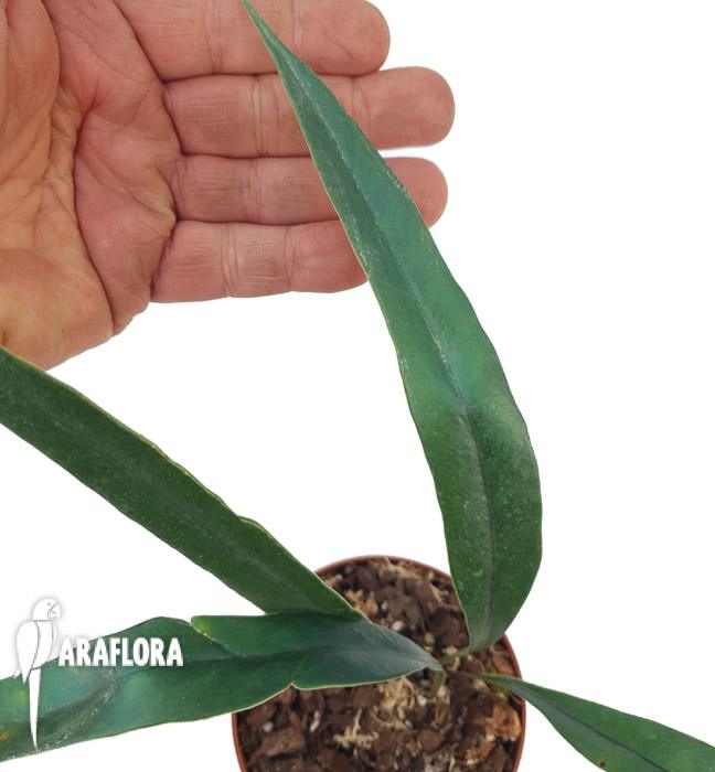 Microsorum thailandicum ‚Giant’3