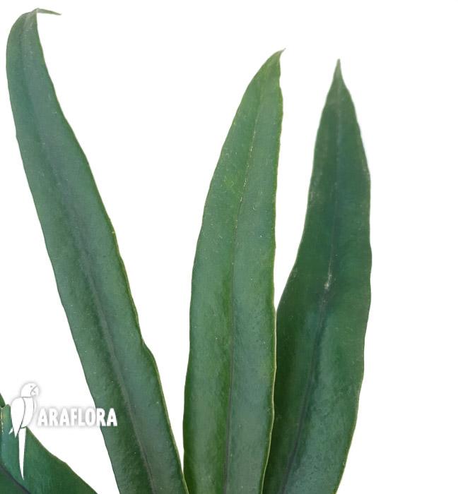 Microsorum thailandicum ‚Giant’4