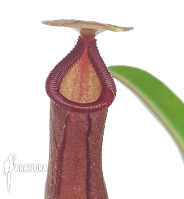 Nepenthes singalana x ventricosa 4