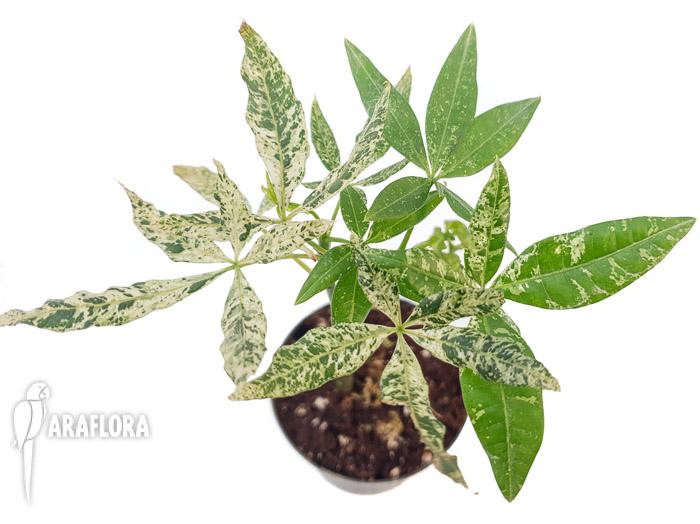 Pachira glabra ‚Milky Way‘