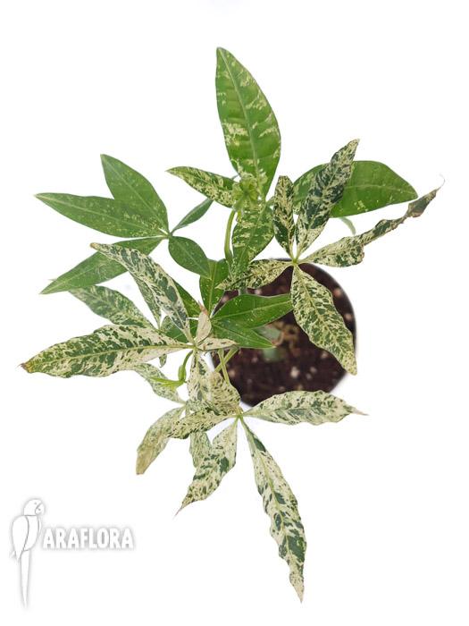 Pachira glabra ‚Milky Way’3