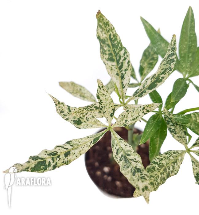 Pachira glabra ‚Milky Way’4