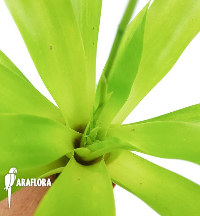 Racinaea tenuispica s 4