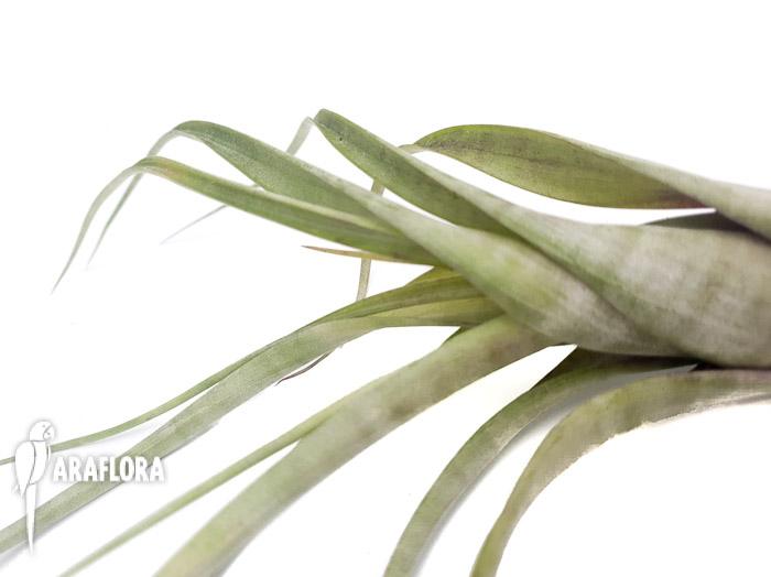 Tillandsia flexuosa ex. Suriname ‚L‘