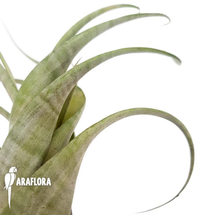 Tillandsia flexuosa ex. Suriname ‚L5