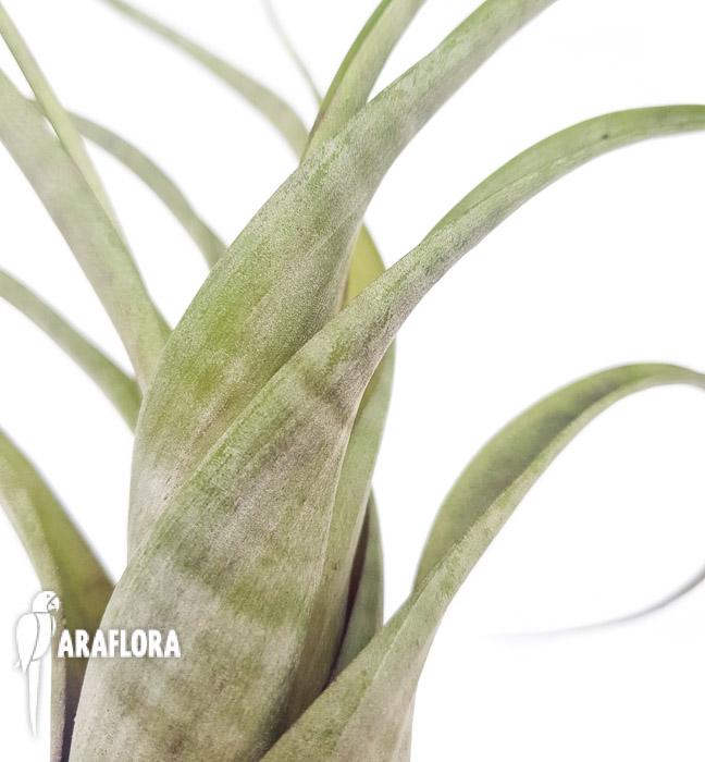 Tillandsia flexuosa ex. Suriname ‚L’6