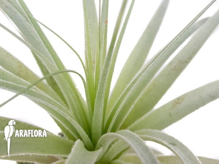 Tillandsia gardenerii ‚XL‘
