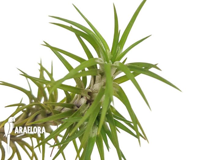 Tillandsia tenuifolia var araujei