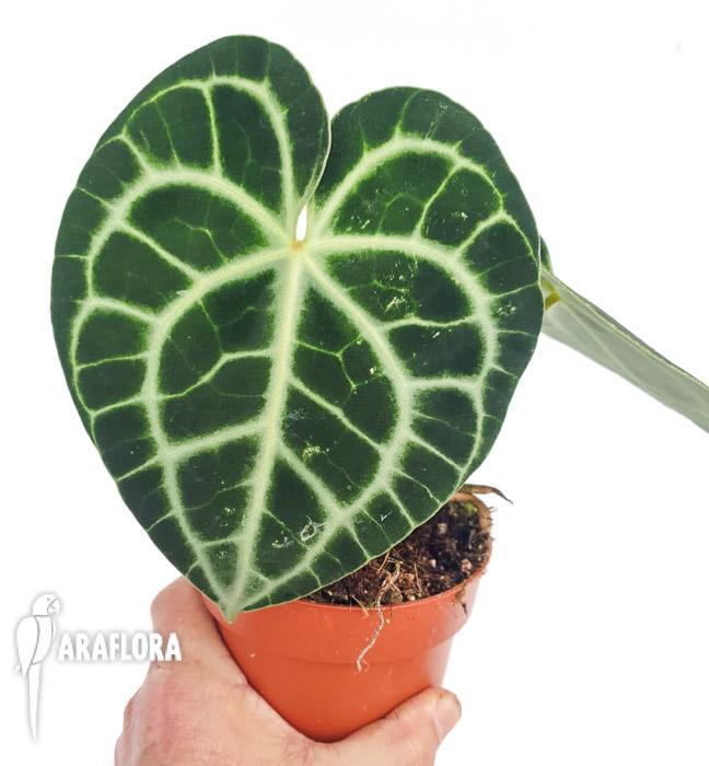 Anthurium clarinervium ‚M‘