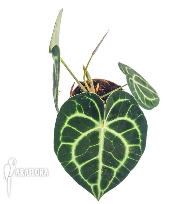 Anthurium clarinervium ‚M‘