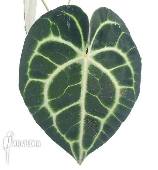 Anthurium clarinervium ‚M‘