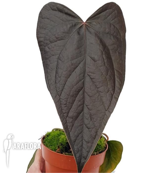 Anthurium ’new’2