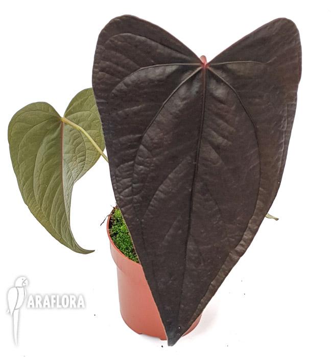 Anthurium ’new’3