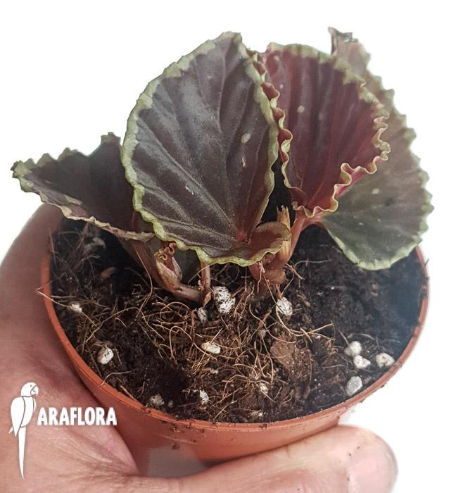 Begonia darthvaderiana XL2