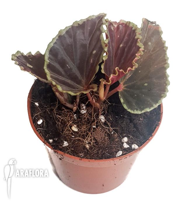 Begonia darthvaderiana XL4
