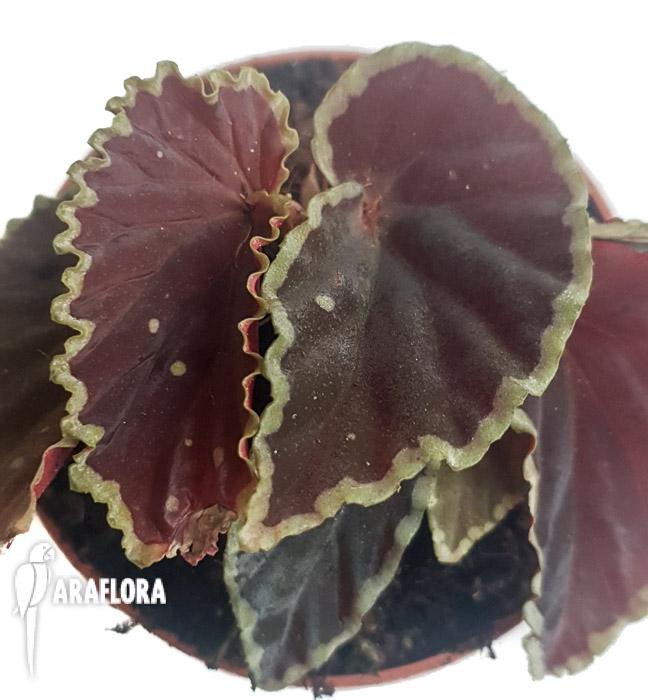 Begonia darthvaderiana XL5