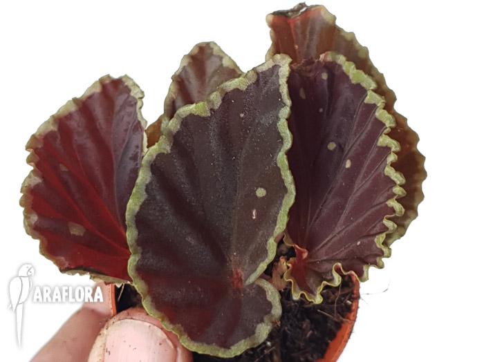 Begonia darthvaderiana