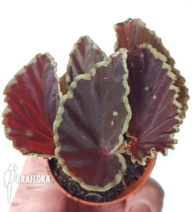 Begonia darthvaderiana2