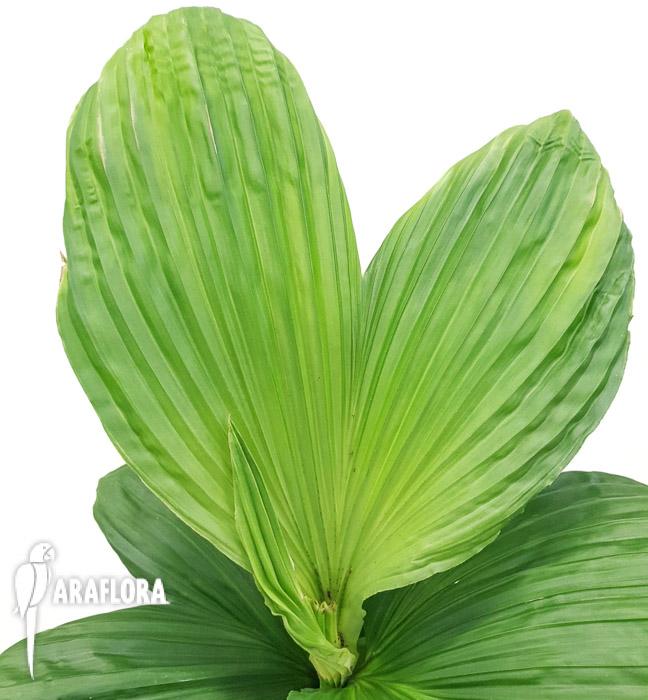 Carludovica palmata 4