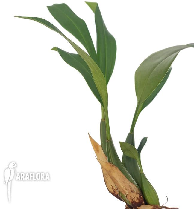 Coelogyne graminifolia3