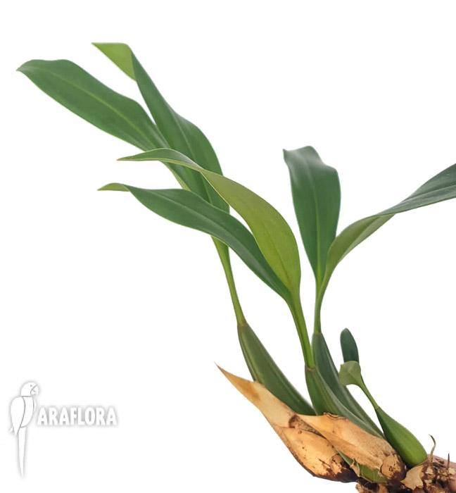 Coelogyne graminifolia4