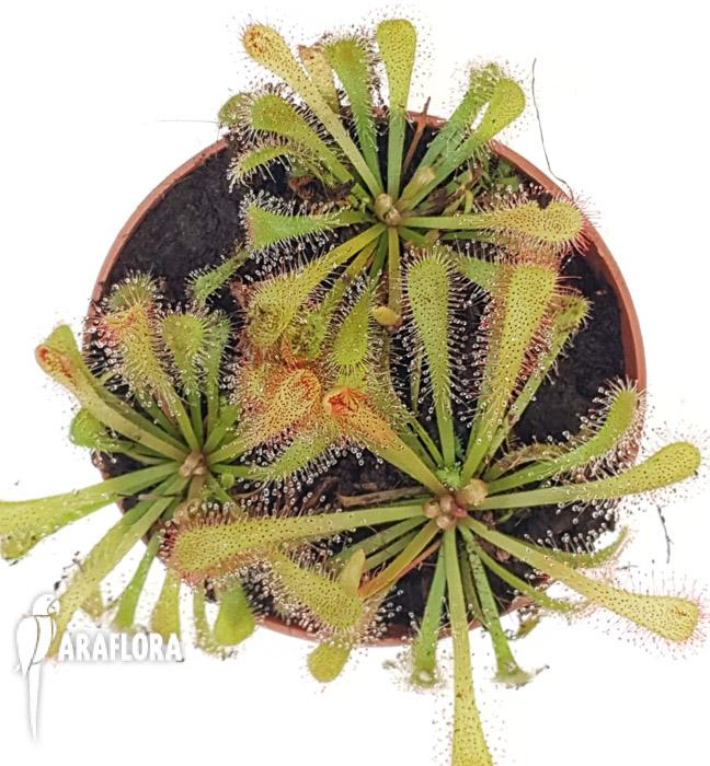 Drosera Triangle star4