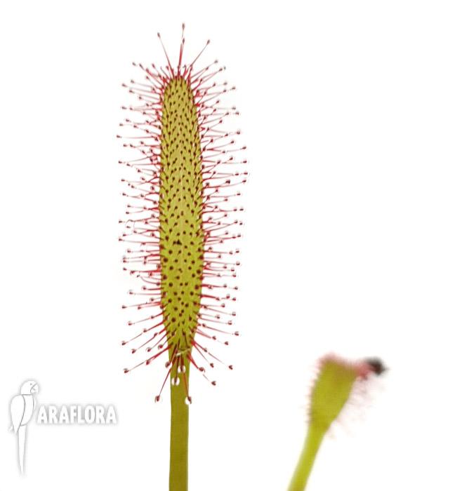 Drosera capensis Red ‚Starter‘