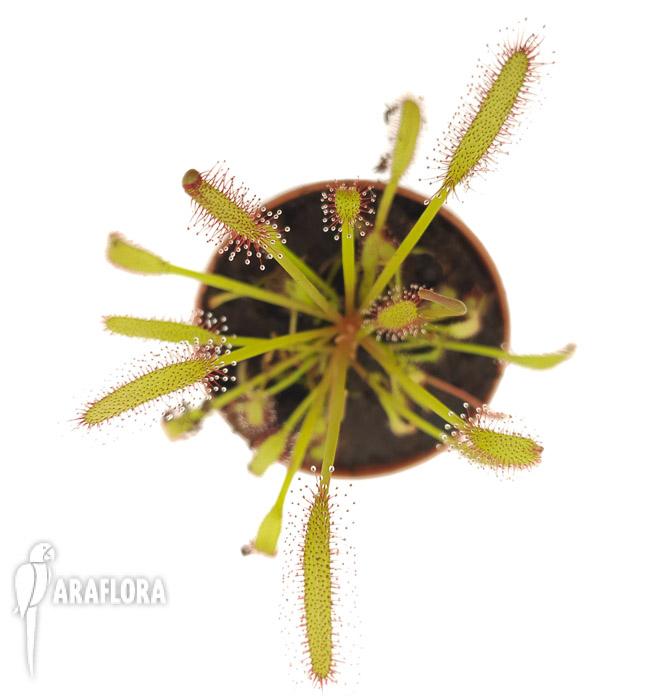 Drosera capensis Red ‚Starter’3