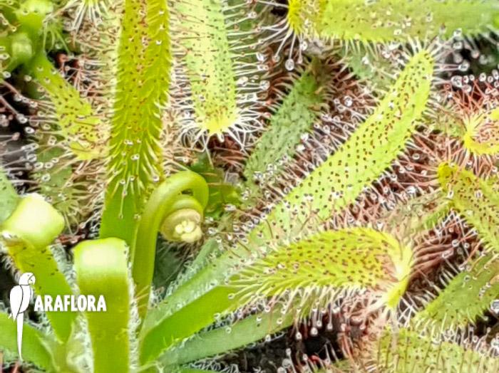 Drosera latifolia1