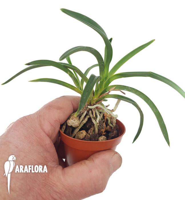 Neofenetia falcata2