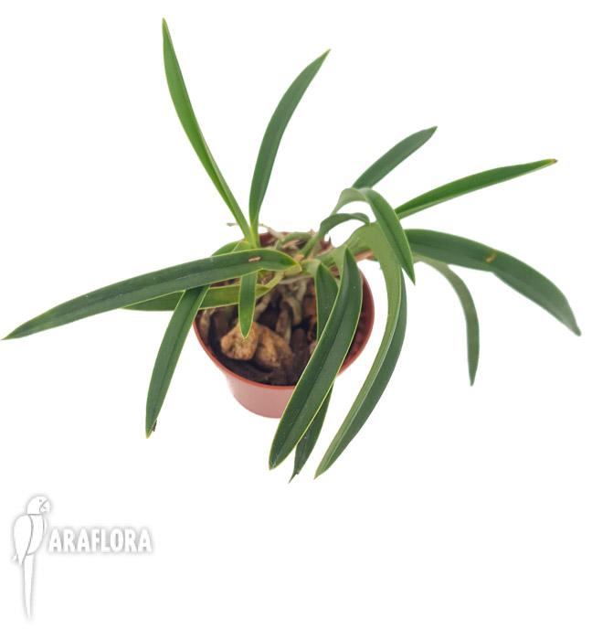 Neofenetia falcata4