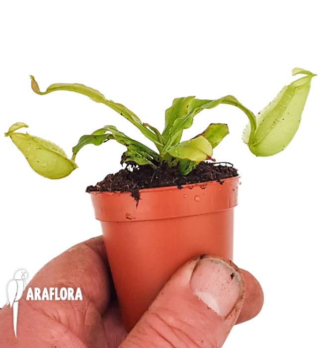 Nepenthes ampullaria green lid 2
