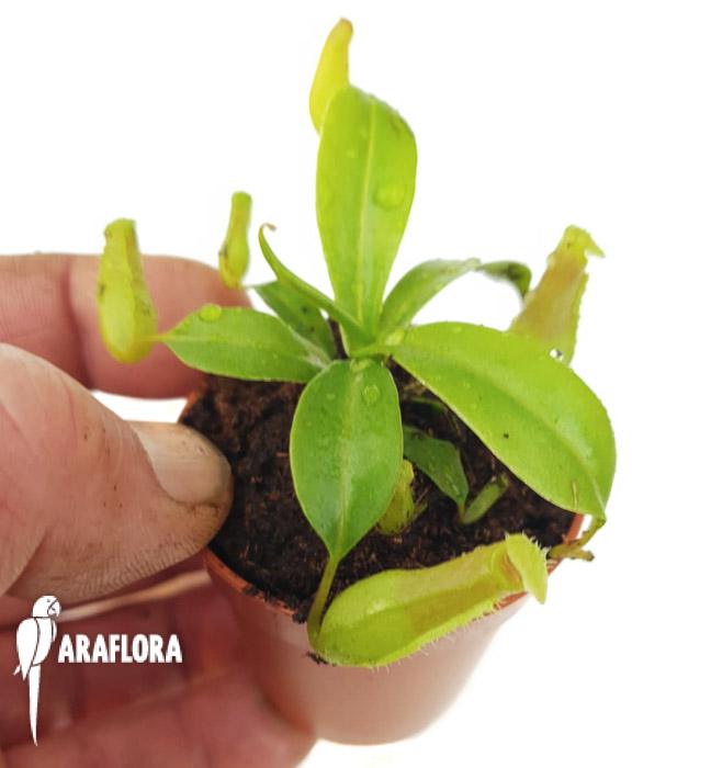 Nepenthes ventricosa ‚Starter’2