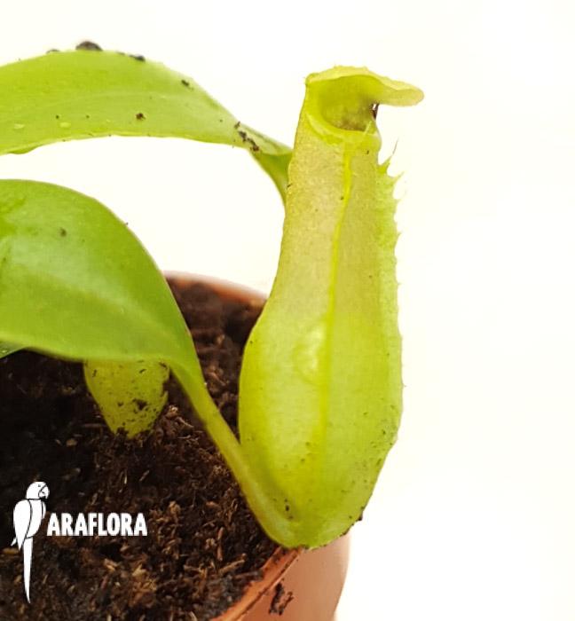 Nepenthes ventricosa ‚Starter’6