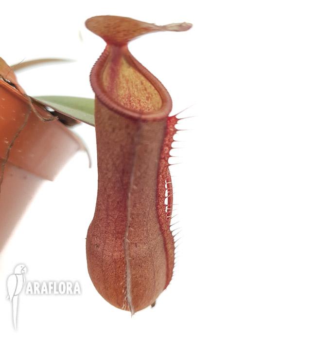 Nepenthes x ‚Rebecca Soper‘ ‚M’4