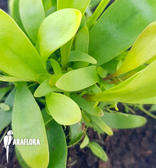 Utricularia longifolie ‚Starter’4