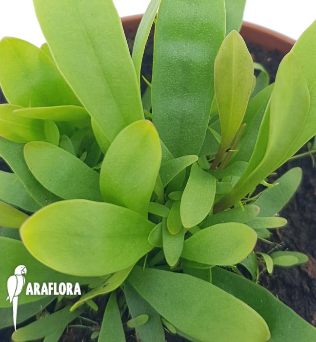 Utricularia longifolie ‚Starter’5