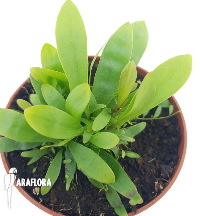 Utricularia longifolie ‚Starter’6