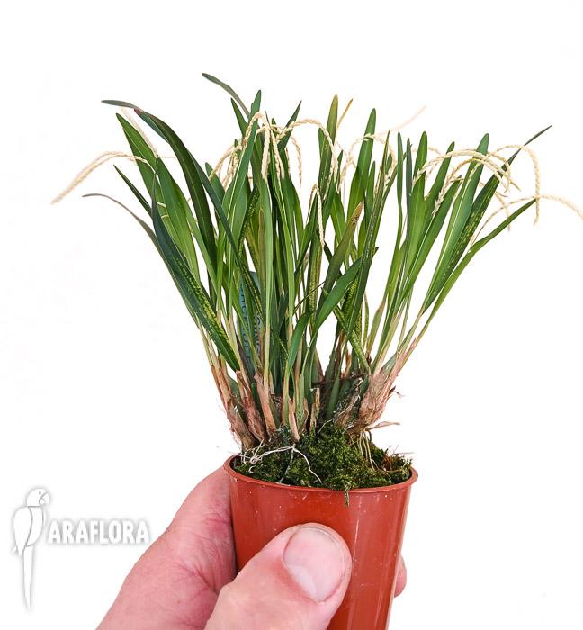 Dendrochilum microchilum