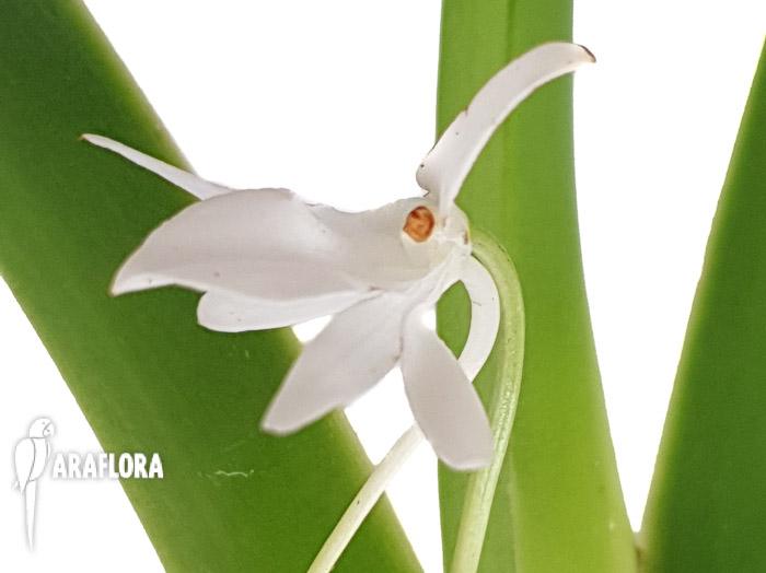 Jumellea arachnantha