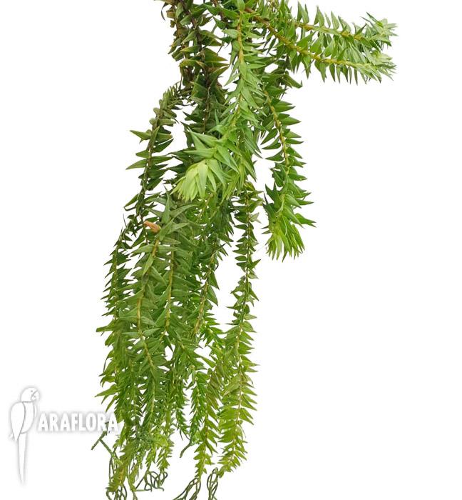 Lycopodium goebelii