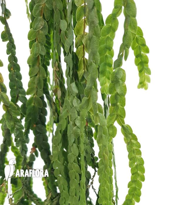 Lycopodium nummularifolia