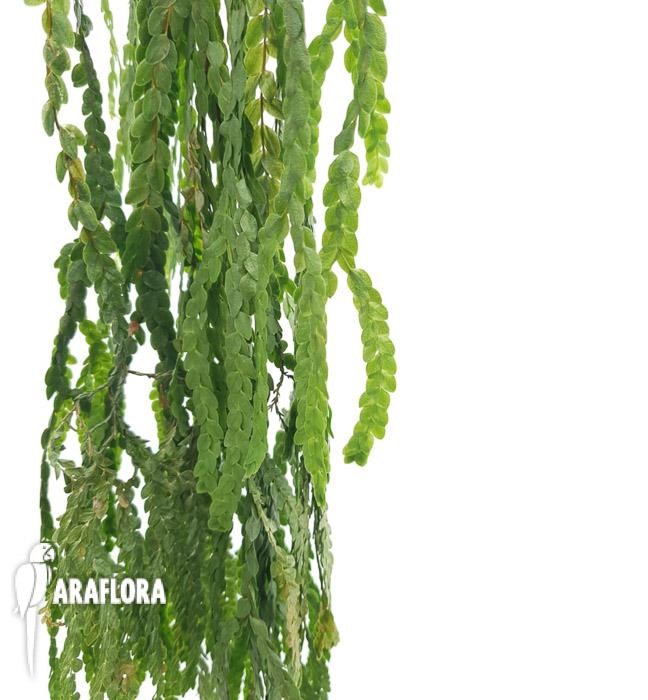 Lycopodium nummularifolia