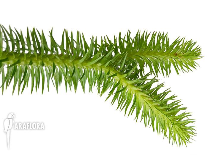 Lycopodium squarosum