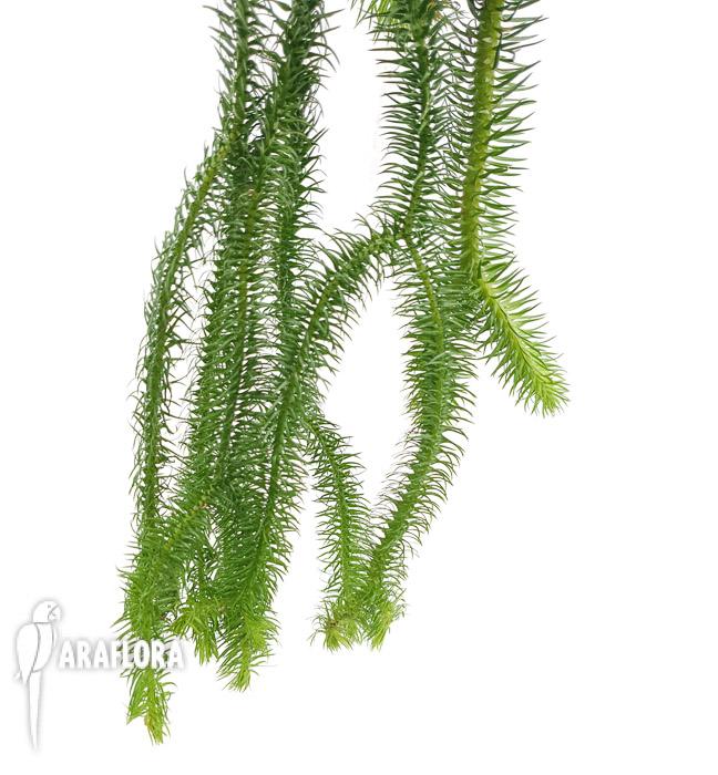 Lycopodium squarosum