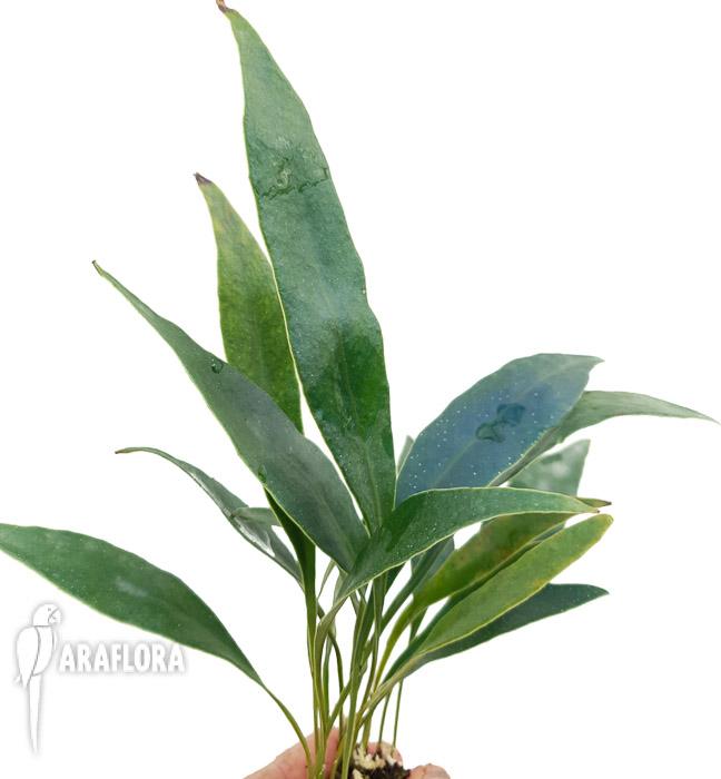 Microsorum siamensis ‚M‘