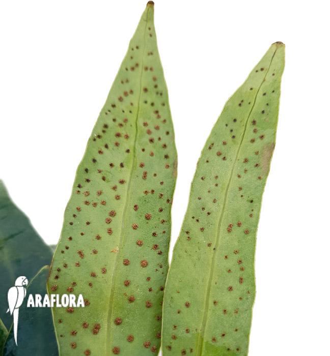 Microsorum siamensis ‚Starter‘